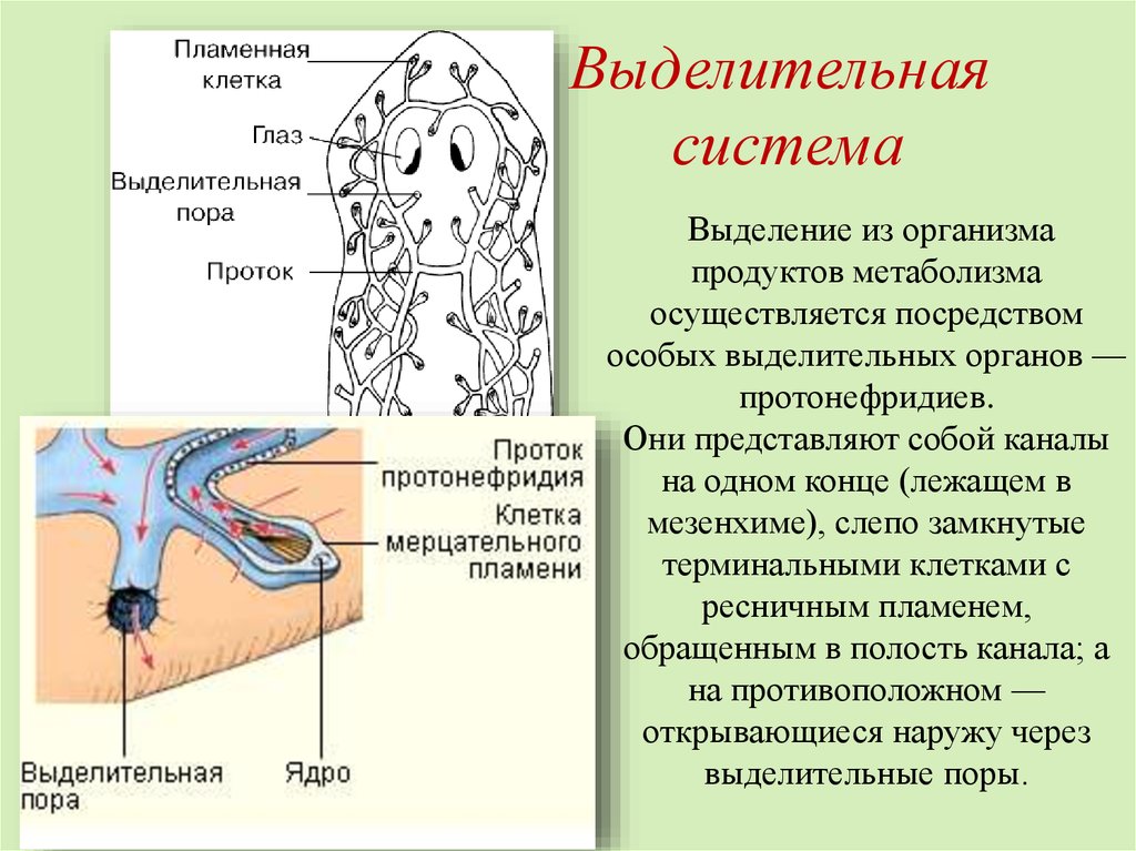 Черви егэ презентация