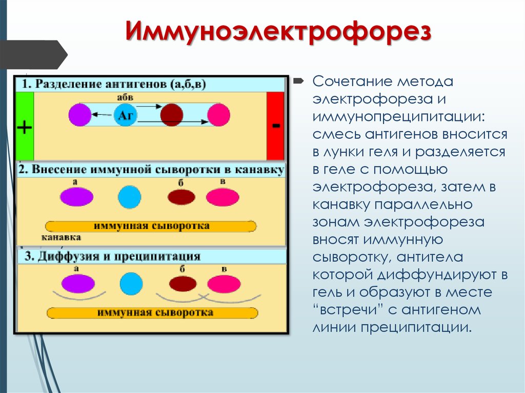 Combination method. Реакция преципитации иммуноэлектрофорез. Иммуноэлектрофорез компоненты реакции. Иммунный электрофорез. Электрофорез иммунология.