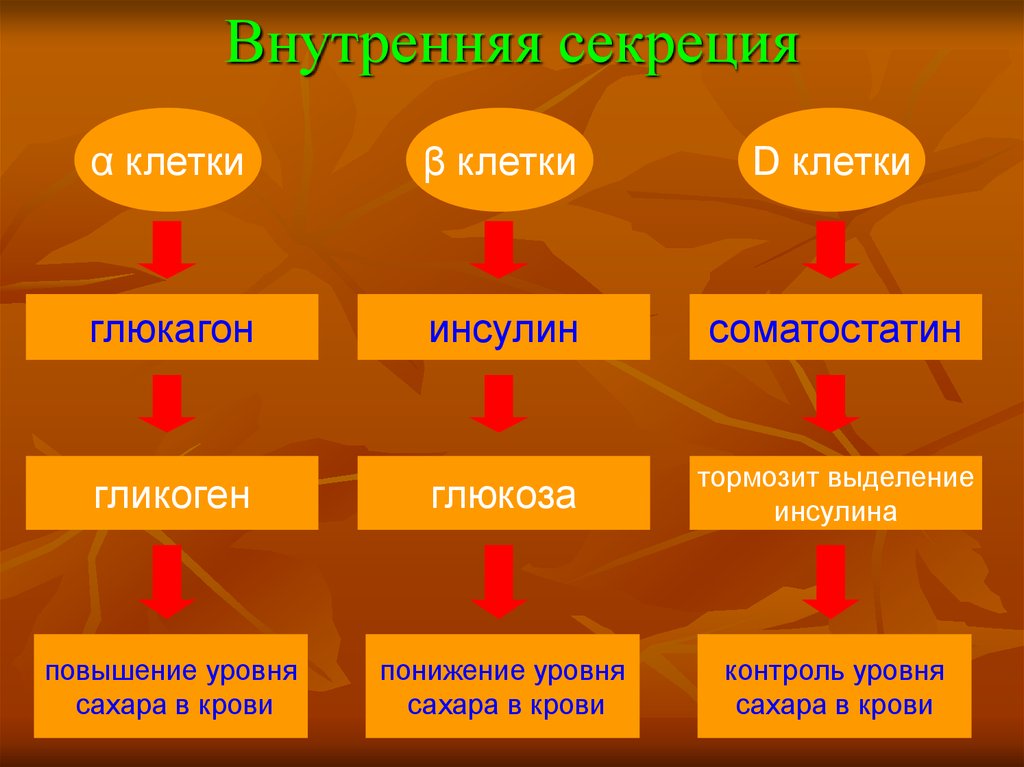 Тест внутренняя и внешняя секреция