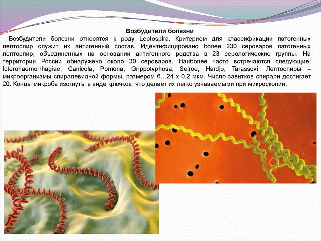 Возбудитель болезни. Leptospira interrogans возбудитель. Морфология лептоспироза микробиология. Систематика возбудителя лептоспироза. Возбудитель лептоспироза морфология.