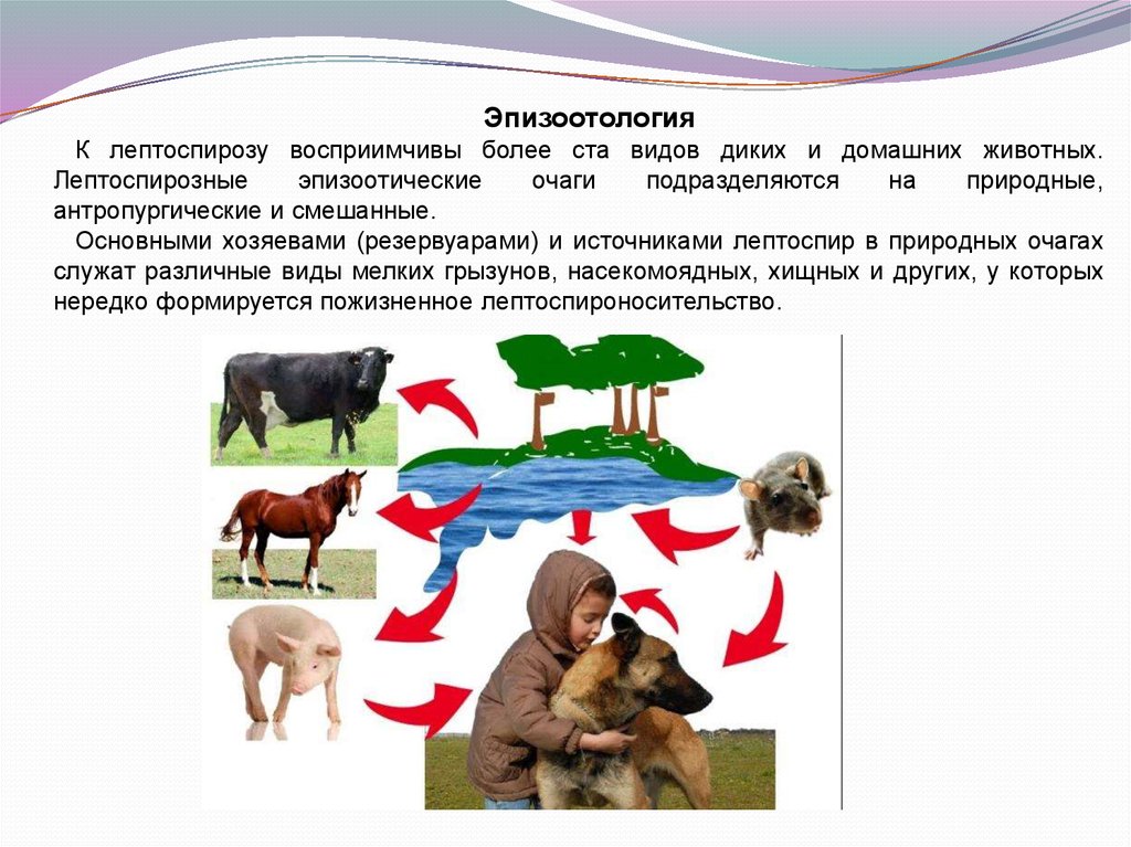 Лептоспироз презентация инфекционные болезни