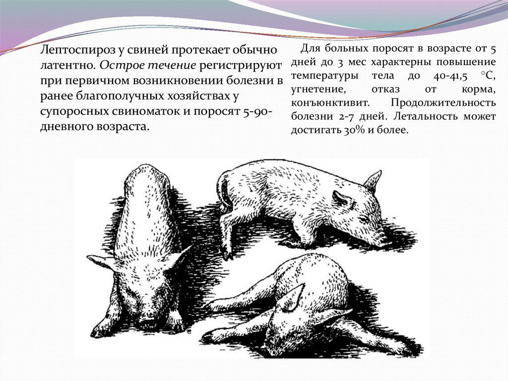 Лечение поросят. Лептоспироз КРС свиней. Лептоспироз у поросят симптомы. Возбудитель лептоспироза свиней. Эпизоотология лептоспироза свиней.