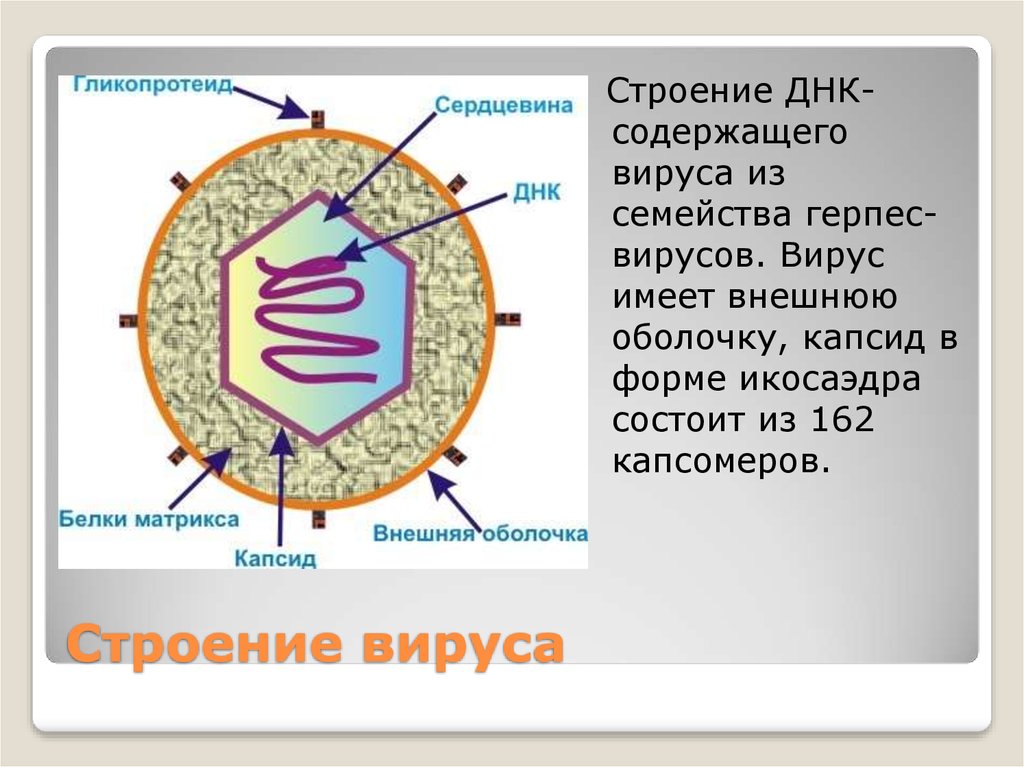 4 строение вирусов. Строение вируса капсид вируса. Строение вируса капсомеры. Строение вируса ДНК И капсид. Строение вируса 9 класс.