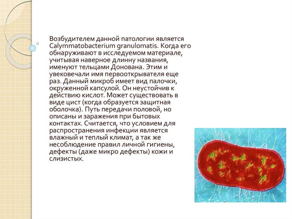 сап возбудитель заболевания. Calymmatobacterium granulomatis морфология. возбудитель сапа лошадей микробиология. псевдомоноз рыб возбудители. туляремия возбудитель francisella tularensis.
