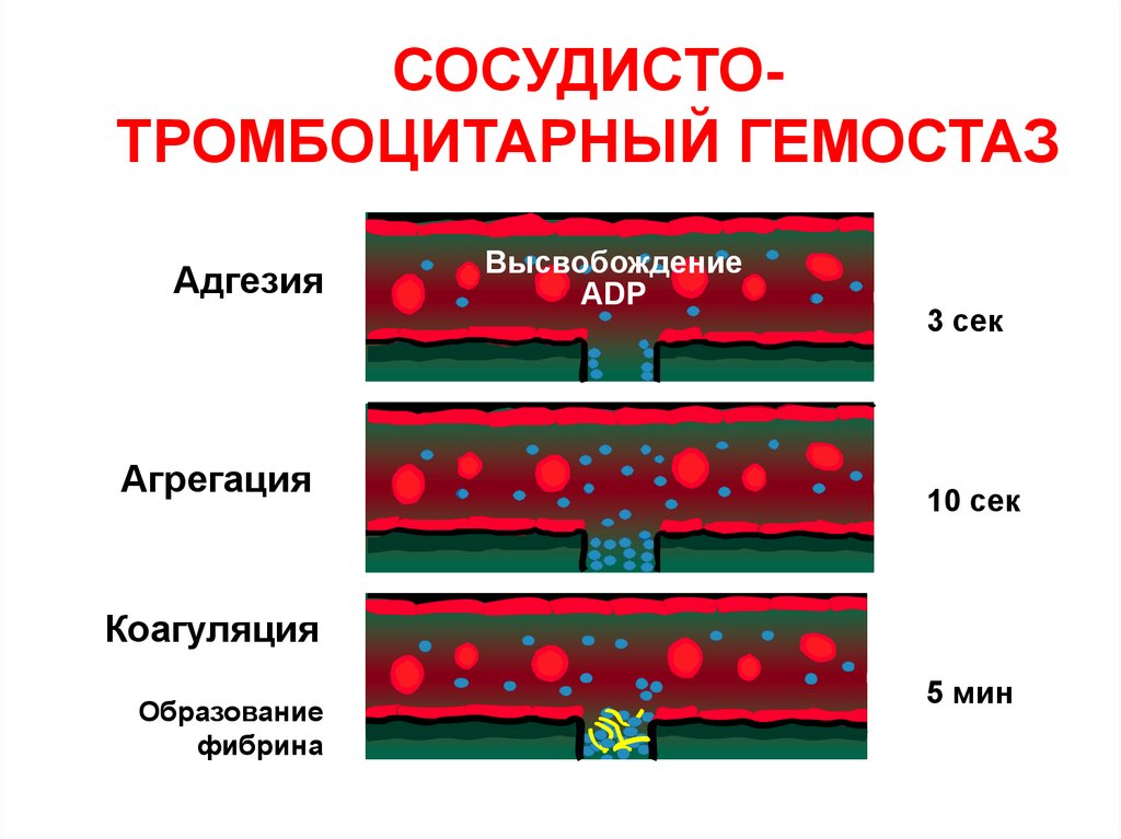 Гемостаз картинки для презентации