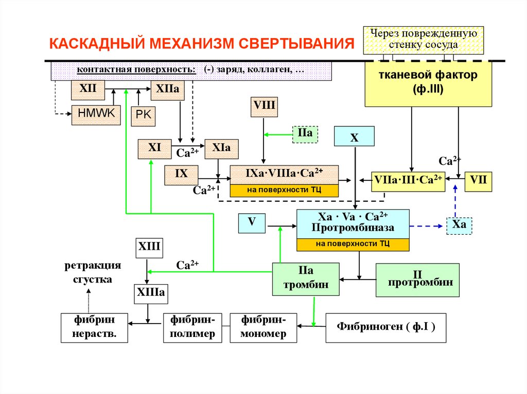 Плазменно коагуляционный гемостаз презентация