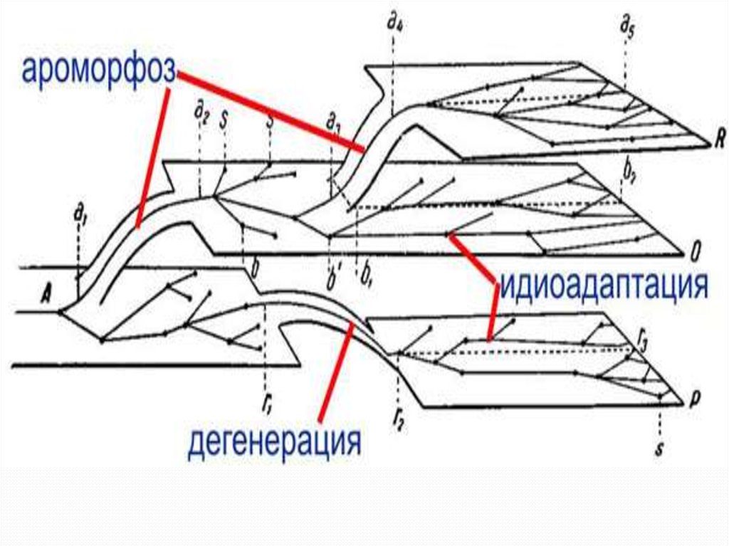 Схема ароморфоз идиоадаптация