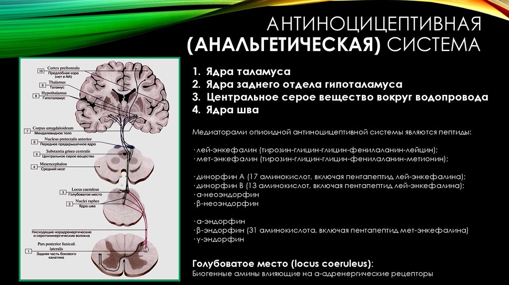 Антиноцицептивная система презентация