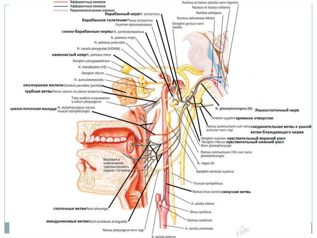 Невралгия языкоглоточного нерва презентация