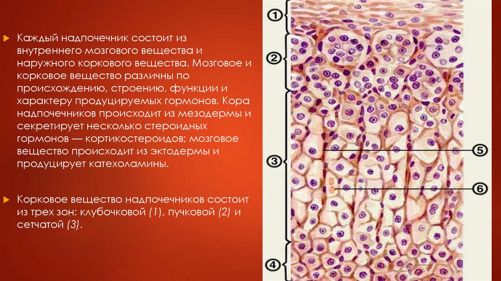 Надпочечники рисунок гистология