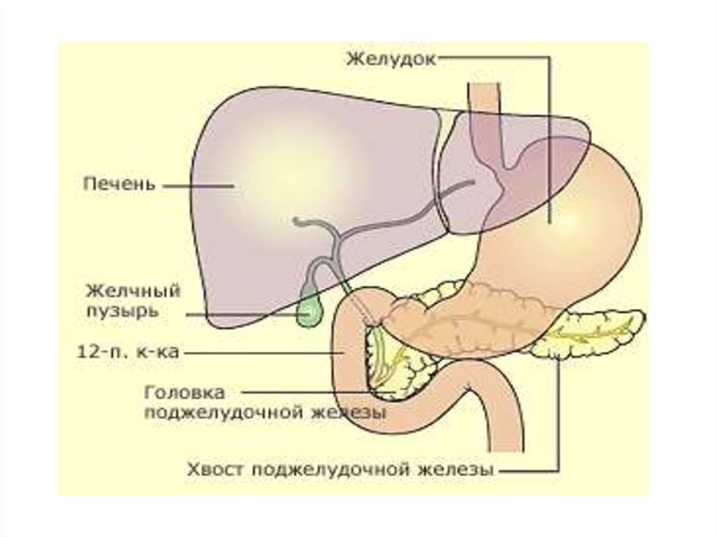 Лечение поджелудочной желчного пузыря. 12-Перстная кишка печень поджелудочная железа строение. Строение желудка печень желчный пузырь поджелудочная железа. Желудок поджелудочная железа печень желчный пузырь анатомия. Печень желчный пузырь поджелудочная железа селезенка.