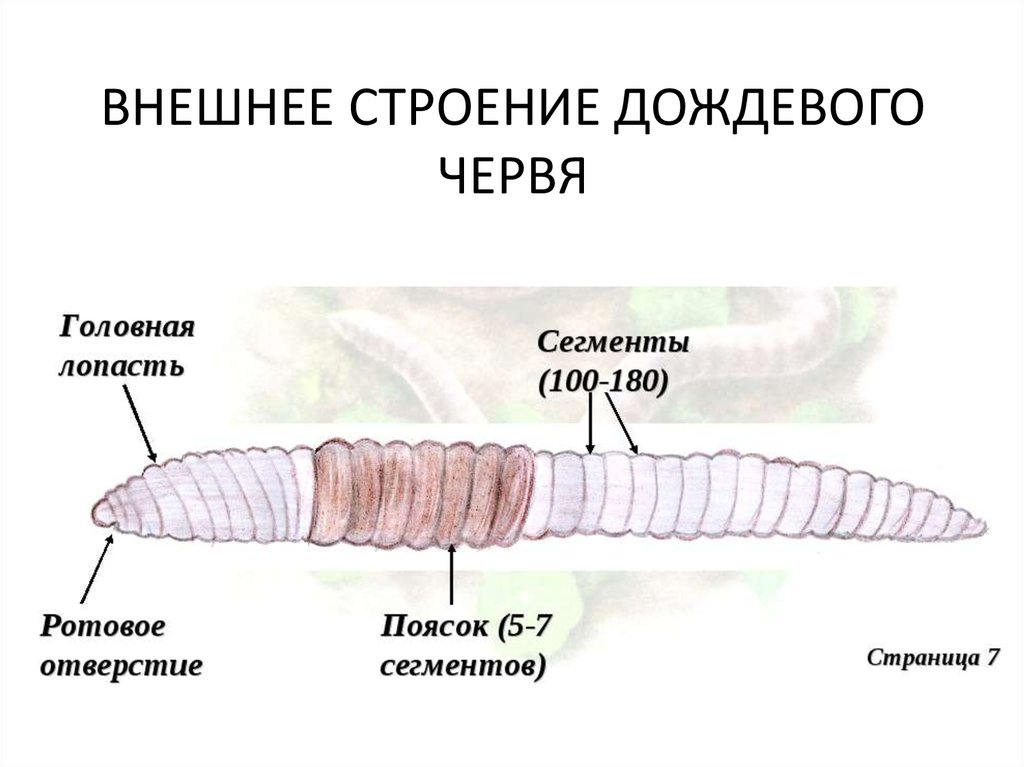 Тело дождевого червя имеет. Части тела дождевого червя внешнее строение. Внешний вид и строение дождевого червя. Внешнее строение дождевого червя рисунок. Внешнее строение червя дождевого червя.