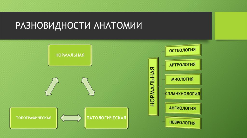 Суть анатомии. Виды анатомии систематическая. Виды анатомии описательная. Перечислить кратко разновидности анатомии.