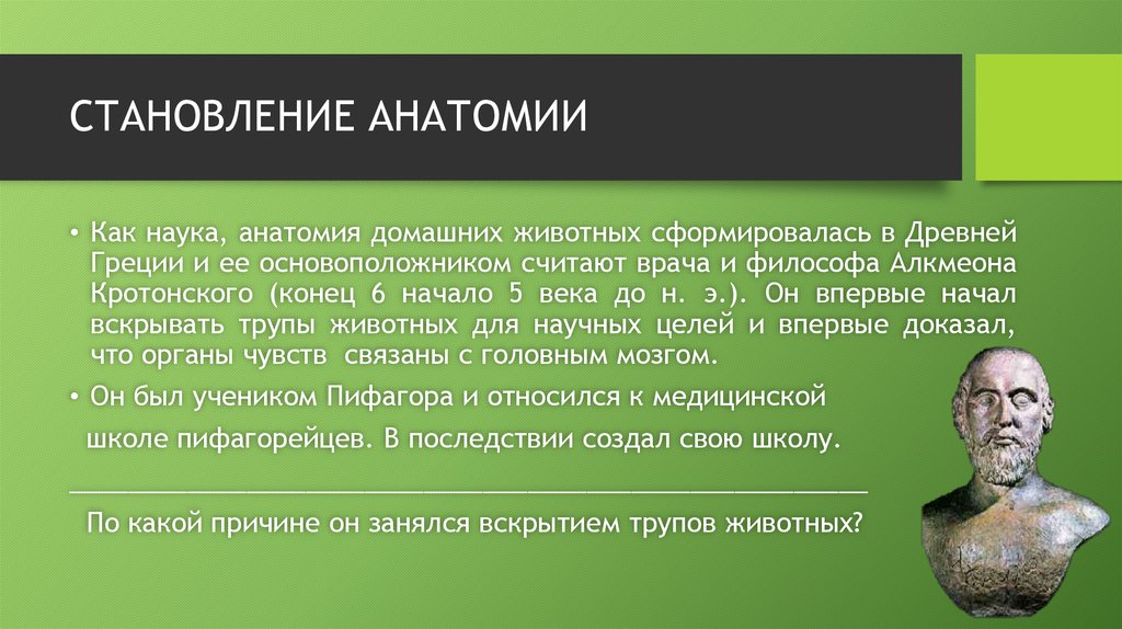 Краткое содержание анатомии. Становление анатомии как науки. Золотой век анатомии. «Золотой век истории анатомии». Становление анатомии как науки в Западной Европе.