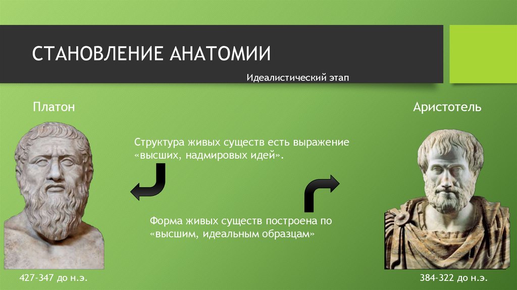 Платон становление. Становление в анатомии. Аристотель открытие в анатомии. Аристотель идеи в анатомии. Открытия Аристотеля в анатомии человека.