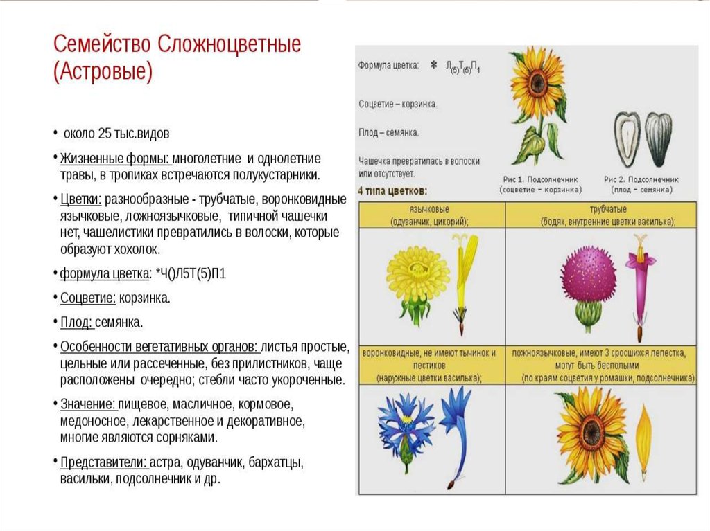 Дайте характеристику семейству злаковых по плану жизненная форма формула цветка тип соцветия