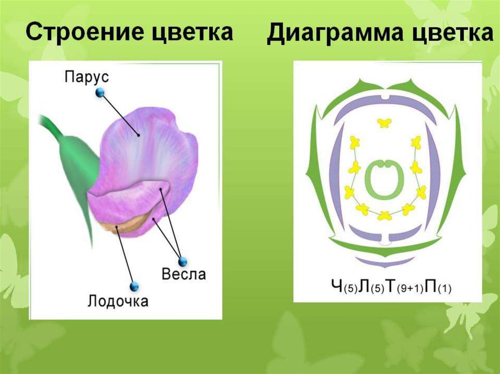 Семейство мотыльковые схема