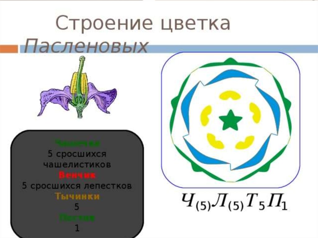 Цветок пасленовых схема