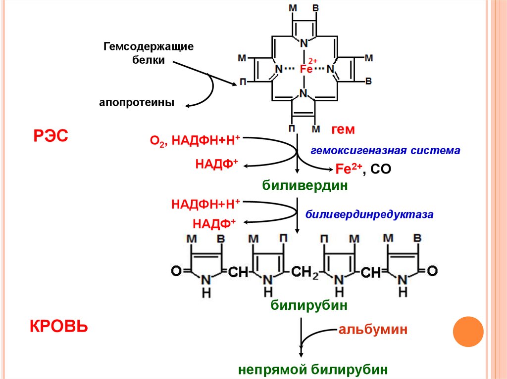 Распад гема биохимия схема