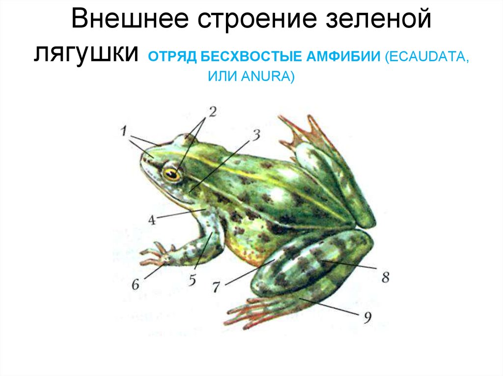 Особенности организма земноводных. Внешнее строение лягушки 7. Внешнее строение зеленой лягушки. Бесхвостые амфибии строение. Рисунок внешнее строение зеленой лягушки.