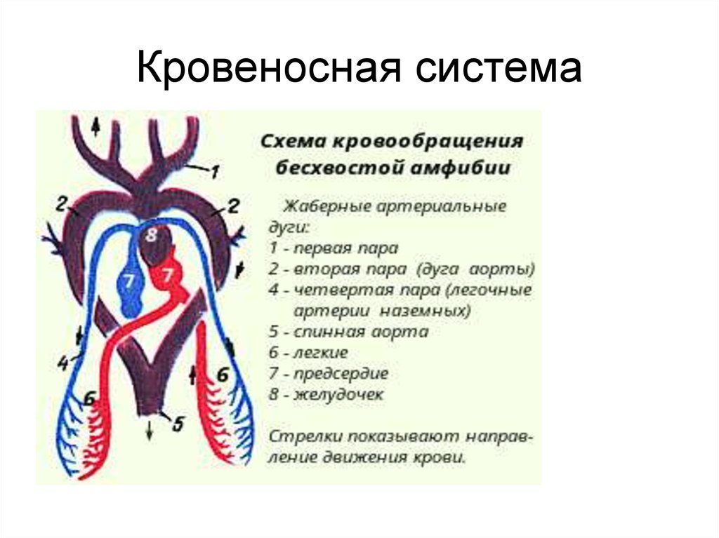 Наличие кровеносной системы у каких. Бесхвостые земноводные кровеносная система. Кровеносная система земноводного схема. Кровеносная система амфибий схема. Кровеносная система земноводных схема.