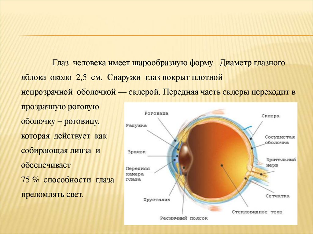 Чем покрыт глаз с передней стороны. Диаметр глаза человека. Диаметр глазного яблока. Строение оптической системы глаза. Преломляющие структуры глаза.