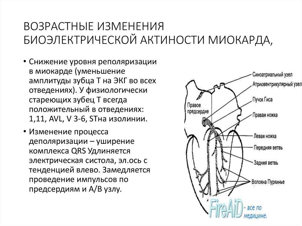 Изменение миокарда левого. Возрастные изменения миокарда. Изменения в миокарде предсердий. Возрастные изменения сердечной мышцы. Возрастные изменения ЭКГ.