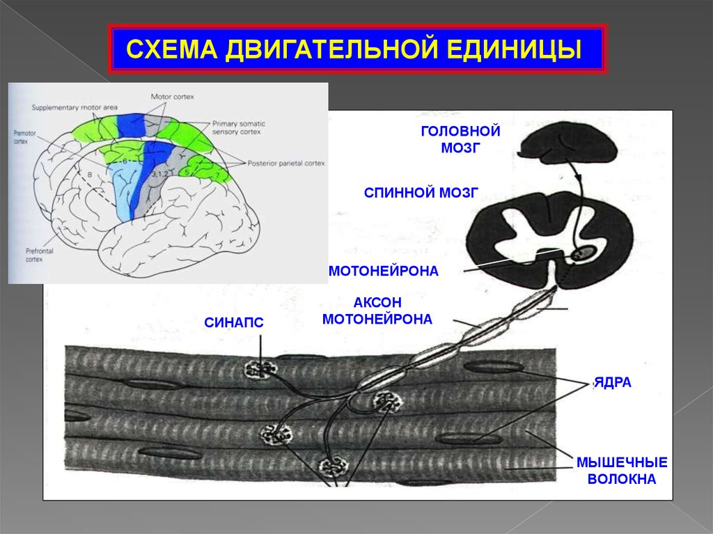 Схема двигательная единица