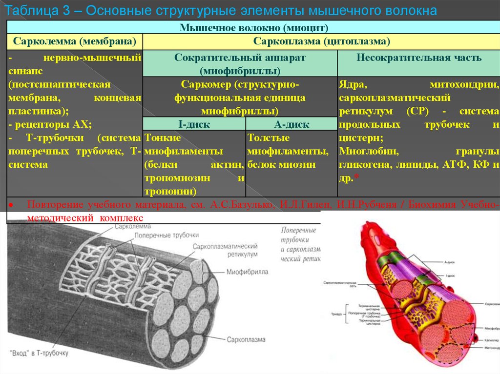 Основная структурно функциональная единица кости. Строение мышечного волокна сарколемма. Мышечное волокно это саркоплазма сарколемма. Основные структурные элементы мышечного волокна. Сарколемма строение.