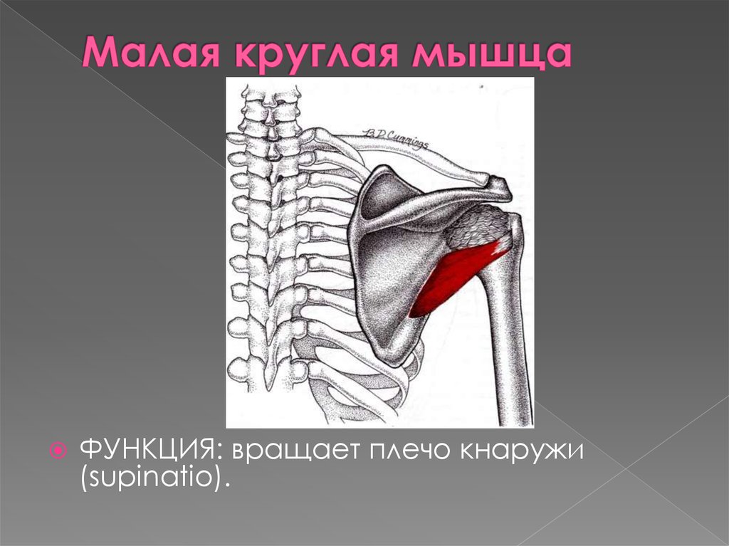 Малая круглая мышца картинка