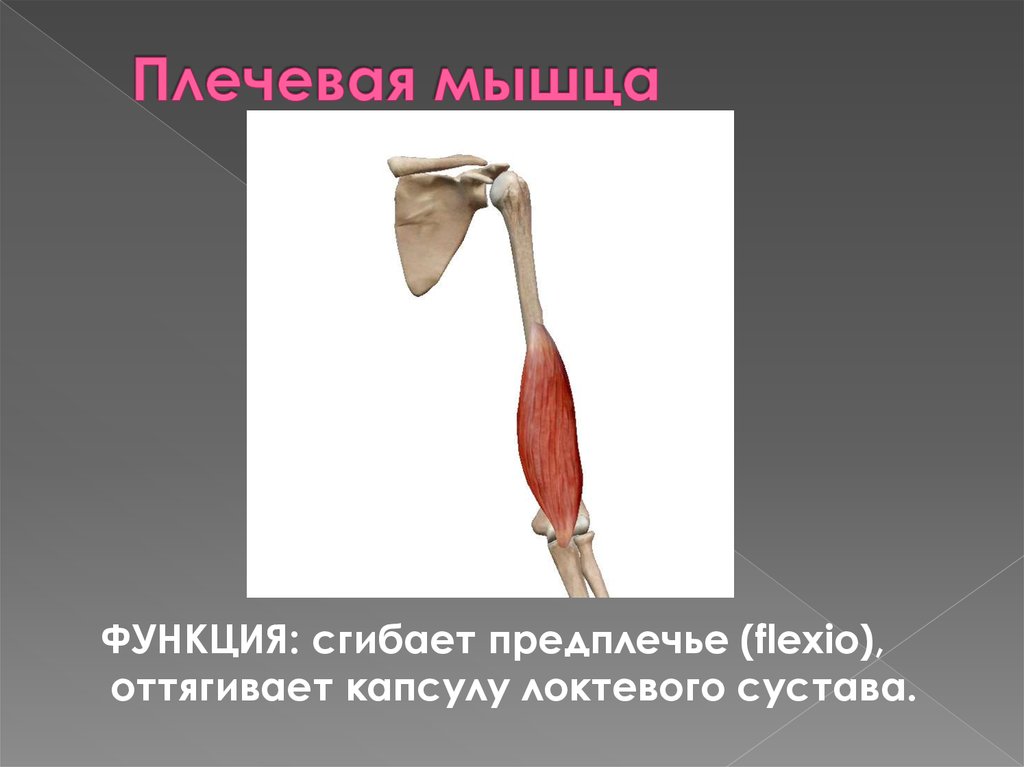 Функции мышц плеча. Плечевая мышца (m. brachialis). Функцией плечевой мышцы является. Место прикрепления плечевой мышцы. Плечевая мышца плеча функции.