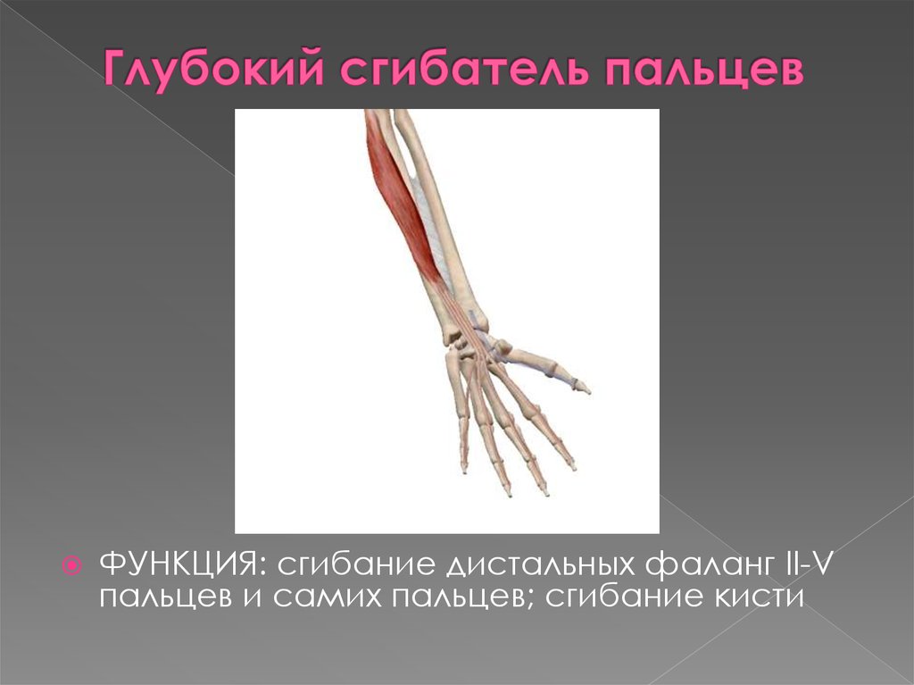 Сгибатели кисти. Глубокий сгибатель пальцев m. Flexor digitorum Profundus. Поверхностный сгибатель кисти. Поверхностный сгибатель пальцев кисти функции. Сгибатели кисти и пальцев мышца функции.