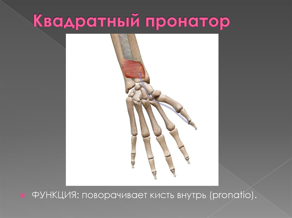 Квадратный пронатор. Квадратный пронатор (m. pronator Quadratus). Квадратный пронатор начало и прикрепление. Квадратный пронатор функция. Квадратный пронатор кисти.