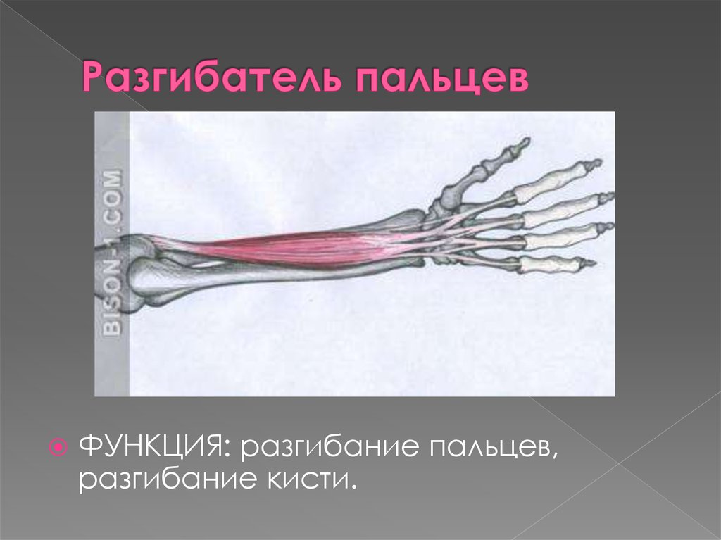 Разгибатели кисти. Разгибатель пальцев. Разгибатель пальцев мышца. Разгибатели запястья и пальцев.