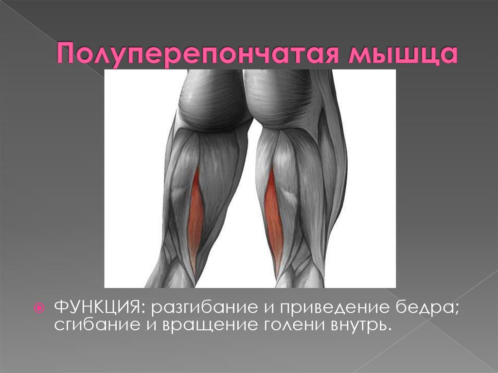 Мышцы задней поверхности. Полусухожильная и полуперепончатая. Полусухожильная и полуперепончатая мышцы. Полупоперечная мышца бедра функции. Полуперепончатая мышца m. semimembranosus.