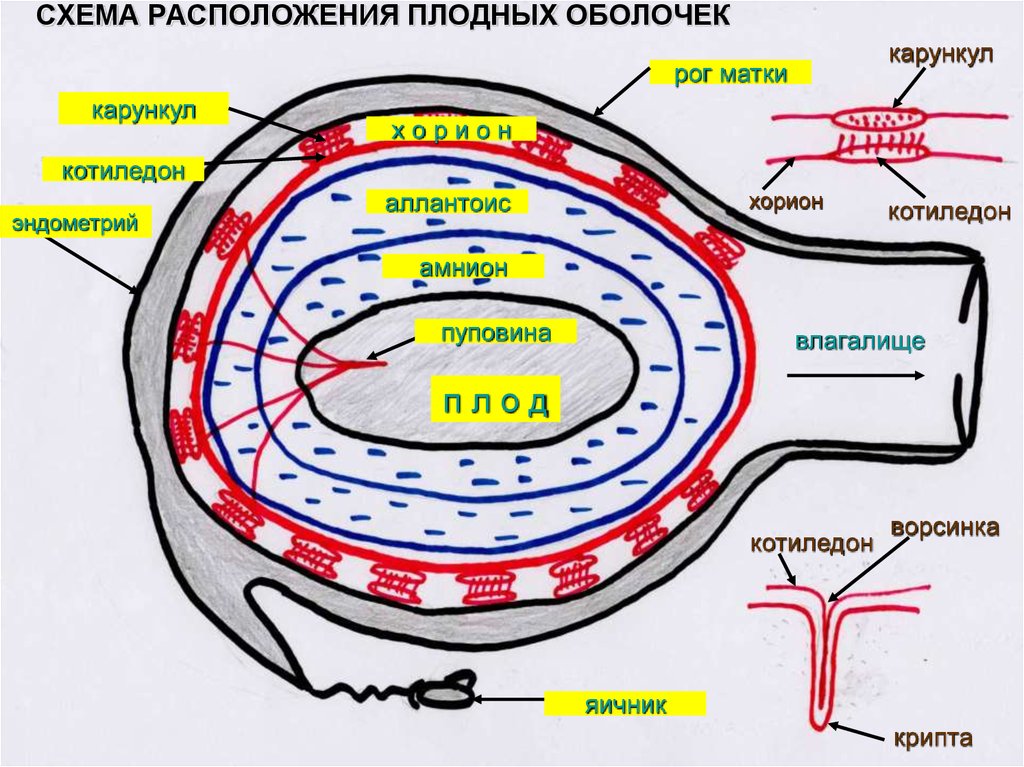 Беременность схема расположения