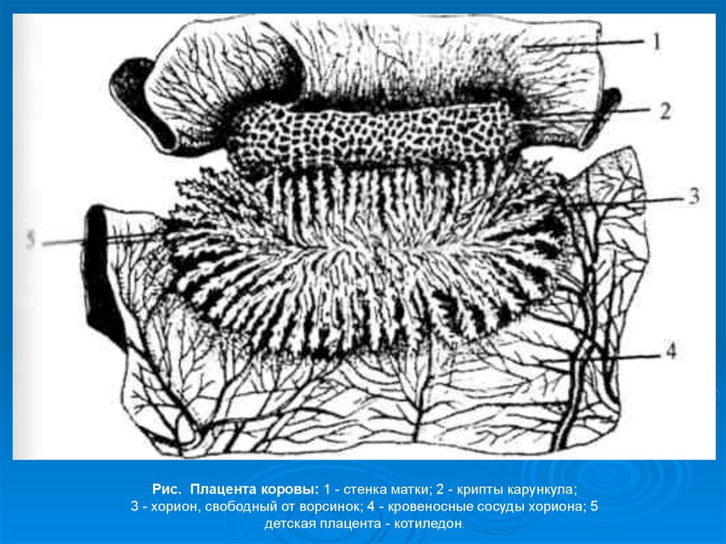 Отделение последа у коровы схема лечения