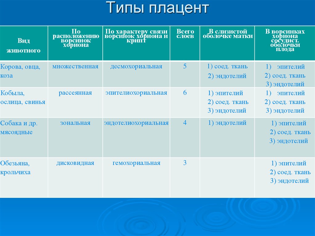 Типы плацент презентация