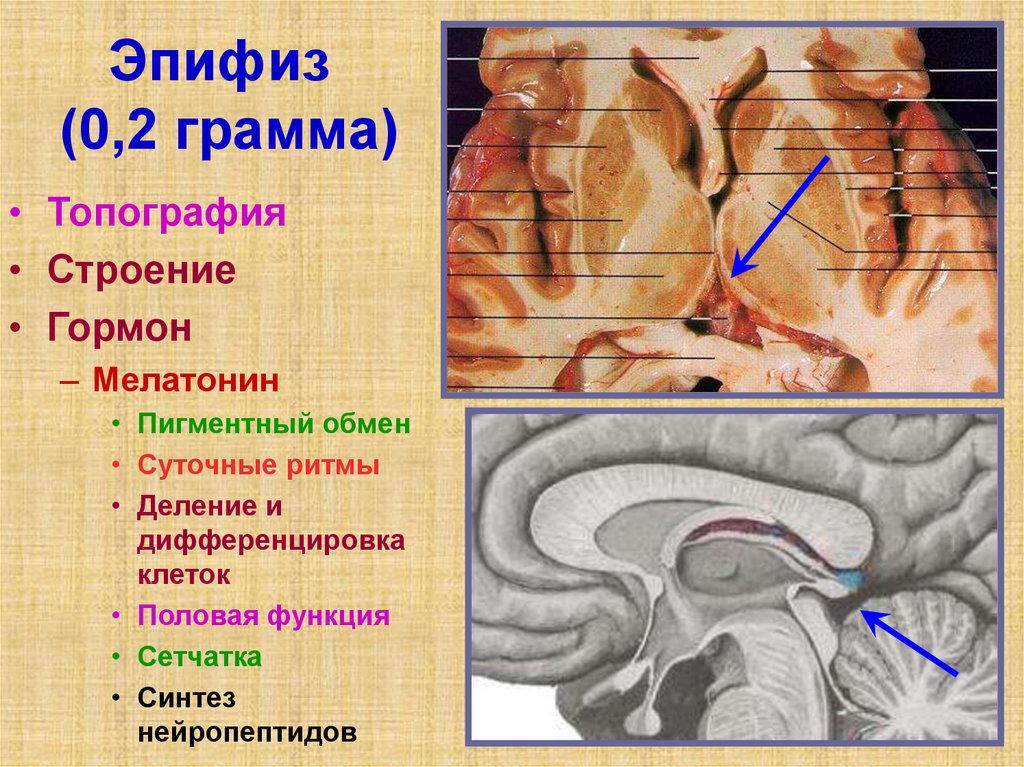 Строение топография. Шишковидная железа строение анатомия. Эпифиз строение. Эпифиз строение анатомия. Эпифиз топография строение.