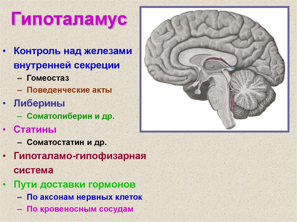 Гипофиз функции мозг