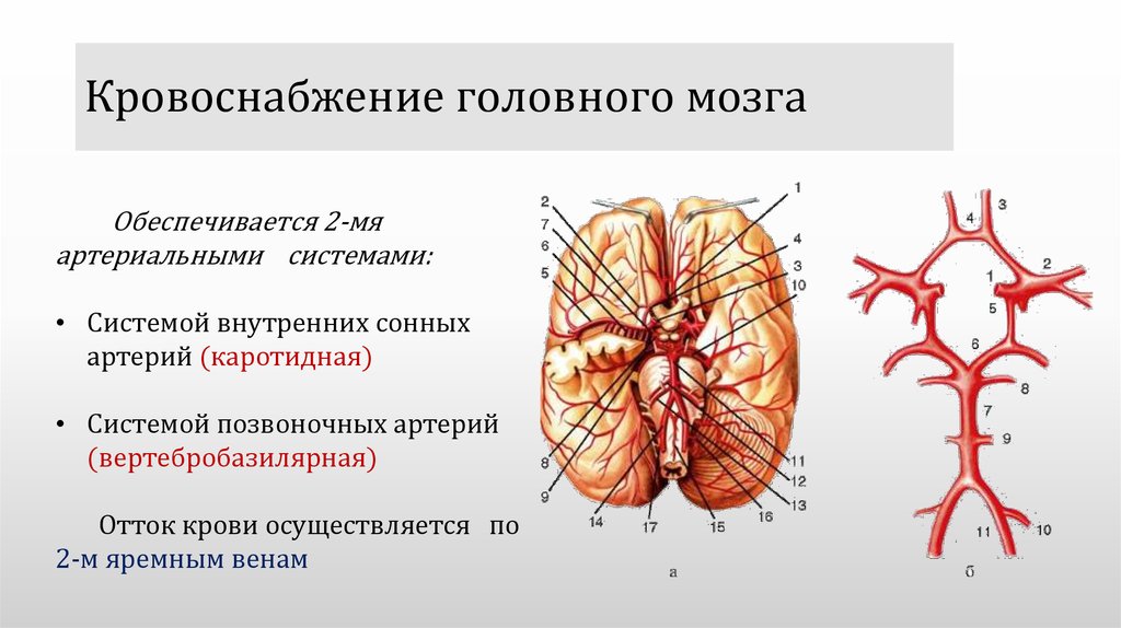 Поступление крови в мозг. Артерии мозга Виллизиев круг. Кровообращение мозга. Виллизиев круг.. Головной мозг кровоснабжают артерии. Источники кровоснабжения отделов головного мозга.