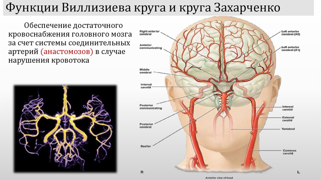 Сосуды головного мозга норма. Артерии Виллизиева круга анатомия. Кровоснабжение головного мозга схема Виллизиев круг. Круг Виллизиев анатомия кровоснабжение головного. Анатомия сосудов Виллизиева круга и круга Захарченко.