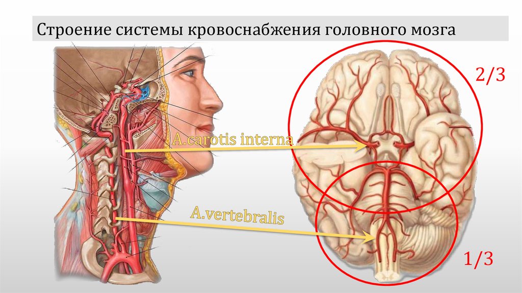 Сонная артерия головного мозга