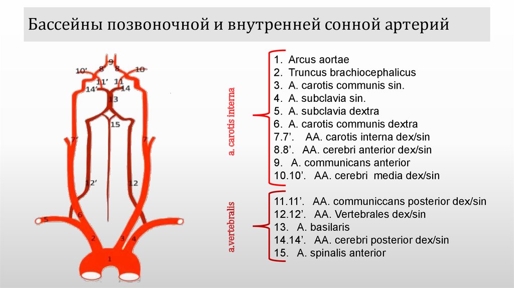 Круг кровообращения головы. Кровоснабжение головного мозга каротидный бассейн. Кровоснабжение головного мозга, Виллизиева круга. Внутренняя Сонная артерия Виллизиев круг. Внутренняя Сонная артерия Визилиев круг.
