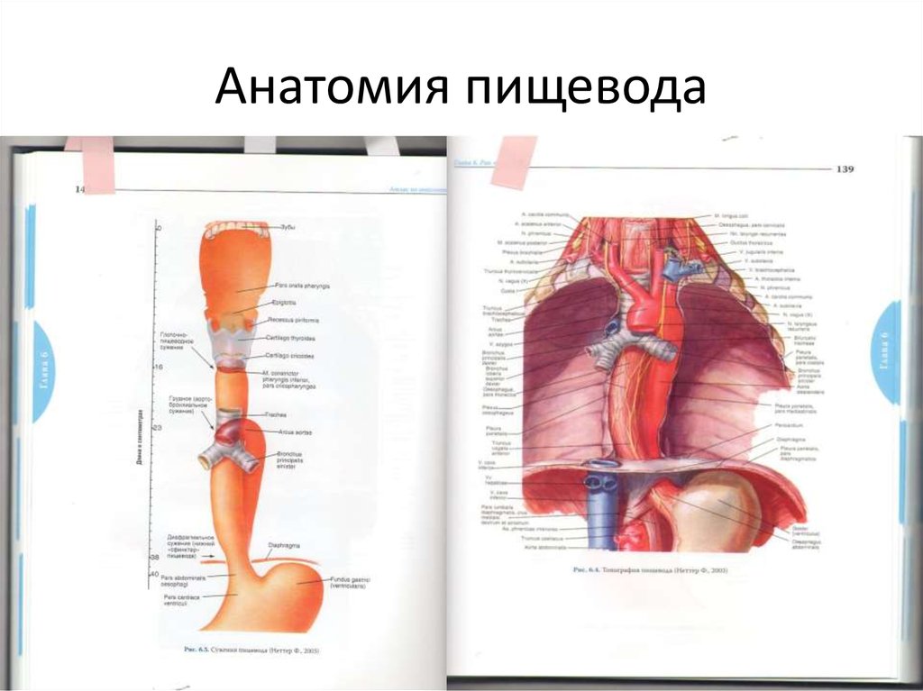 Анатомический пищевод. Пищевод анатомия. Анатомические структуры пищевода. Пищевод строение анатомия.