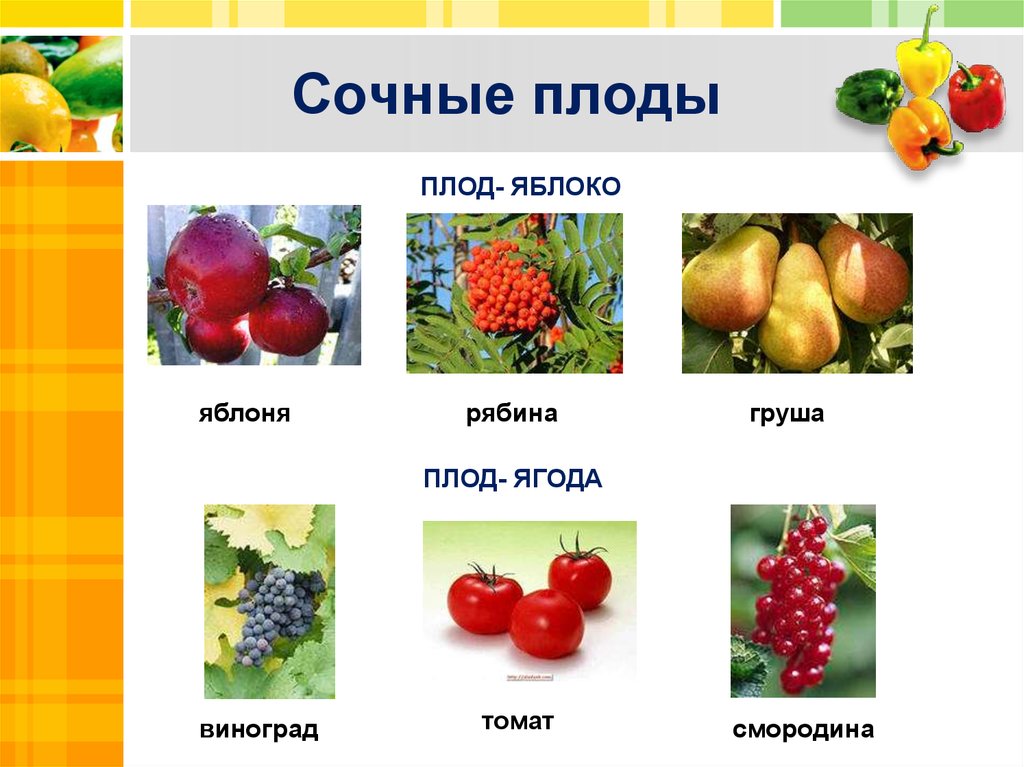 Назовите сочные плоды. Сочные плоды биология 6. Сочные плоды биология 6 класс. Сочные плоды растений. Сочныемногосеменные плоды.