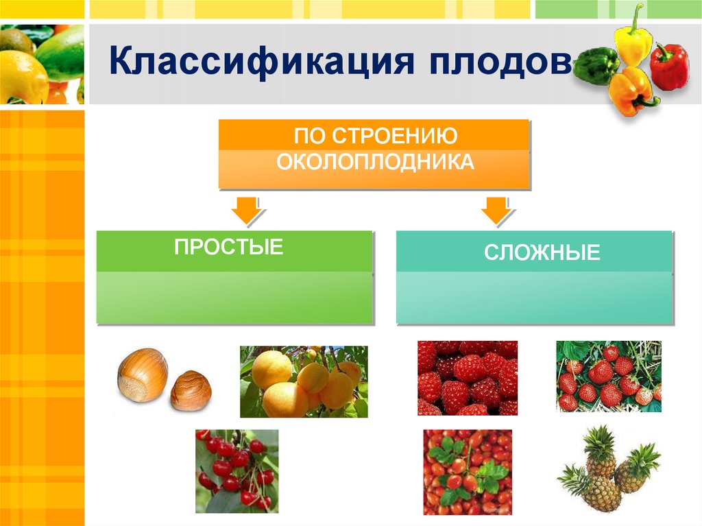 Простые плоды сложные плоды соплодия. Классификация плодов. Плоды строение и классификация. Плоды классификация плодов. Классификация сложных плодов.