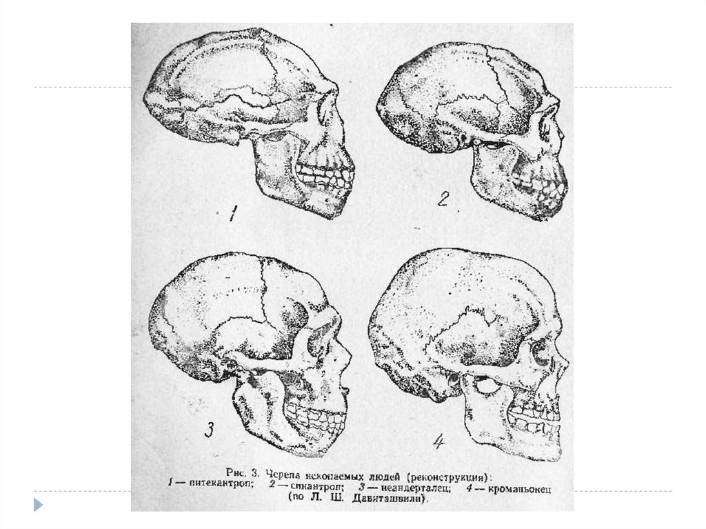 Объем мозга питекантропа. Череп неандертальца и кроманьонца. Строение черепа кроманьонца и неандертальца. Неандерталец строение черепа. Череп кроманьонца и современного человека.