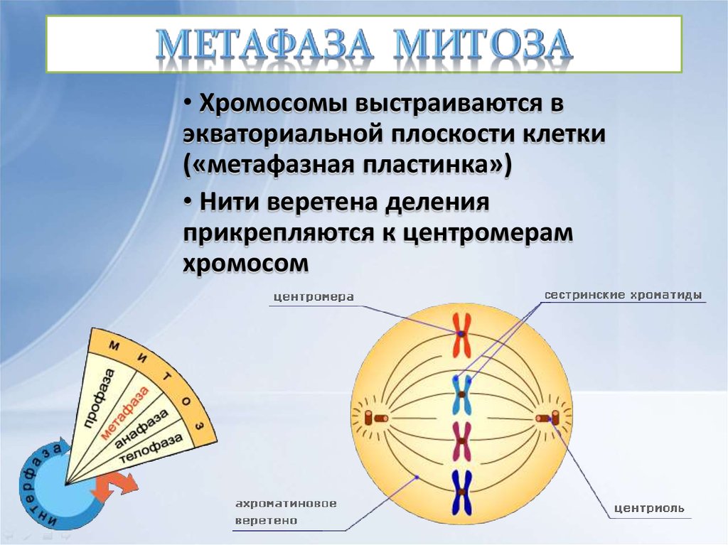 Хромосомы выстраиваются. Митоз цикл клетки. Жизненный цикл клетки митоз.