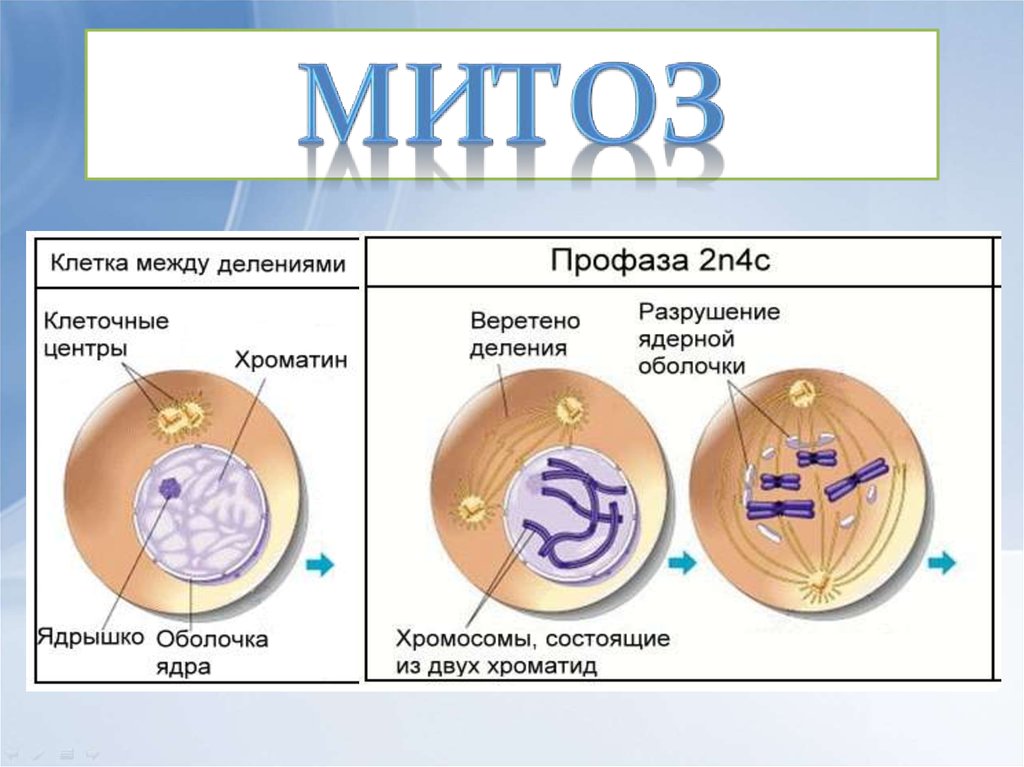 1 жизненный цикл клетки митоз